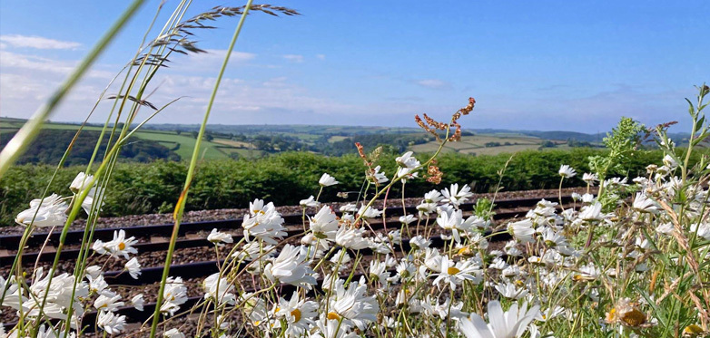 Daisies